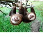 Roblox Friends and Sloths