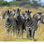 The Zebras