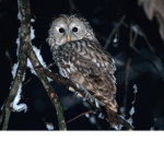 Nightowl Productions