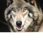 Wolf Pack ########