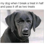 Dawgo's doghouse