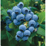 Om's Blueberries