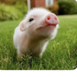 Pigs :) :)