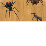 spiders only group and be the spider join it plz..