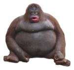 Monkey-Team