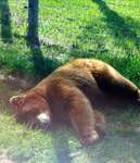 Johan’s bears Clothing