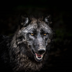 Black Wolfs Group