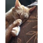 Kitty group 12