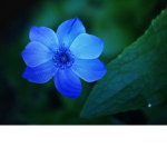 Blue Butterfly Hangout <3