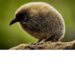 Kiwi Bird Cool People!