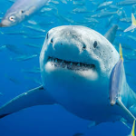 Sharks_lovers321