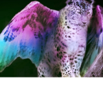 Animals :3