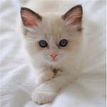 Fan group by white cat