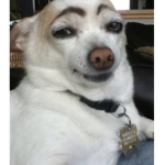 Dog with eyebrows