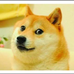 The doges the doges