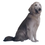Jpeg Dog Appreciation Club