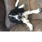 Puppy plops