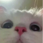 oofyall