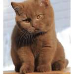 Catsarekuwls