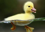 {~Duckies Team~}