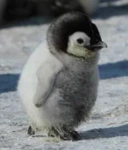 Seal [GROUP] Group Thumbnail