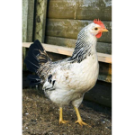 The People Who Like Chicken