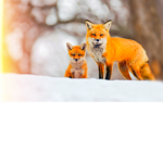 Bloxy Fox
