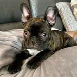God Bless Scooter The French Bulldog