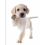 Doggolingo Entertainment Official Group
