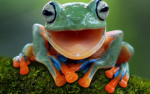 Froggy frogs news