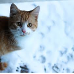 Snow Kitty :3