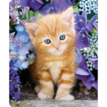 Kitty cat_maui girl