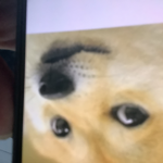 Doges only you better be a doge