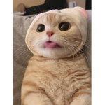 고양이들아 가자