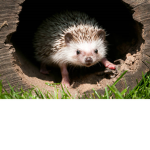 HEDGHOG VS ELEPHANT SQUAD