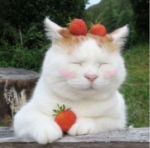 bubbletea’s avatar ranking