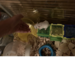 Donut the good pet