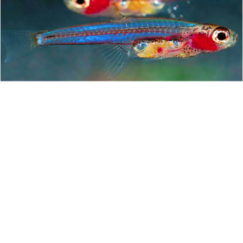 (100 VISITS!) Fish size comparison