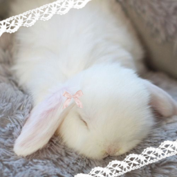 ⋆˚✿˖°