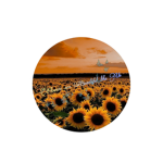 Flowers are Beautiful like Us