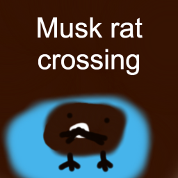 Musk rat crossing