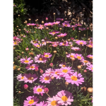 Botanic