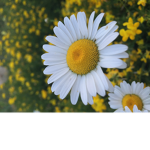 Daisy Lulu