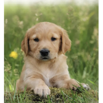 Adorable puppies fan group