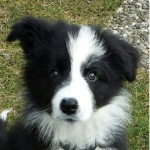 ~Pepper Fan Group! ~(My Dog)~