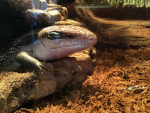 Crafty Lizard’s Group