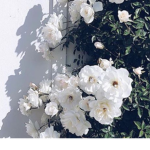 Flower_Bloom Squad