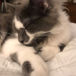 Thecutekittycats