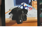 I love my dog lucy
