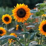Sunflower’s :)